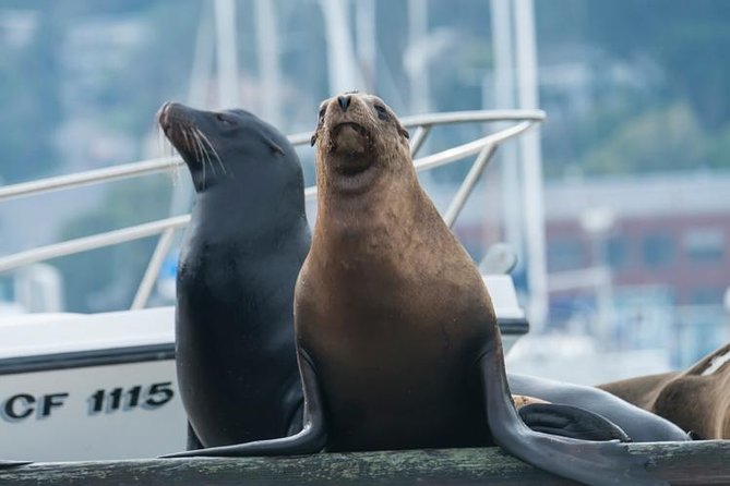 Scenic Sausalito Kayak Tour: Beginners Welcome - Inclusions