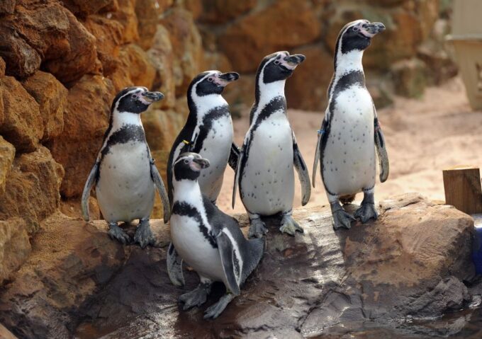 Scheveningen, The Hague: Sea Life Entry Ticket - Important Visitor Information
