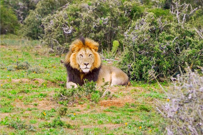 Schotia Game Reserve Tour With Port Pickup, Next to Addo Park - Tour Overview