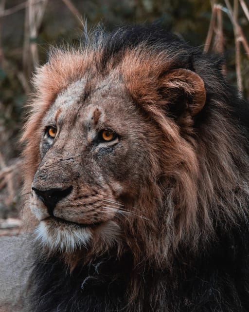 Schotia Private Game Reserve Safari - A Closer Look at the Safari Experience