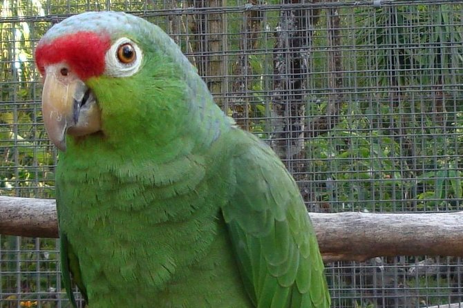Schumanns BOTANICAL PARK TOUR - Accessibility and Bookings