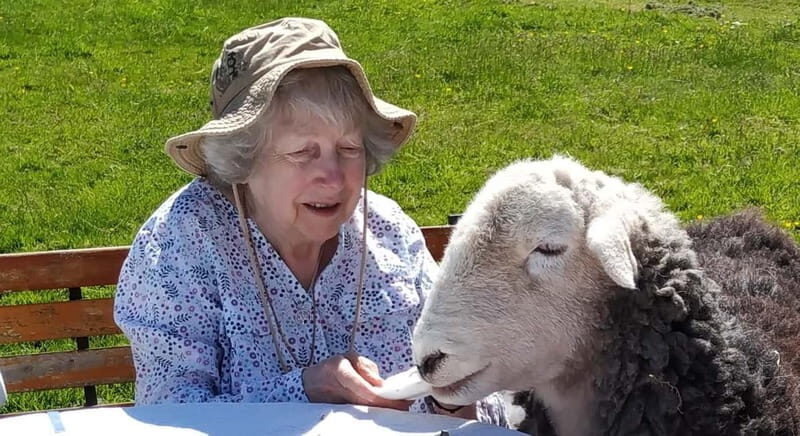 Scotland: Relaxation Retreat with Naughty Sheep - What Is This Experience All About?