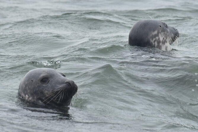 Scroby Sands Seal Watching - FAQ