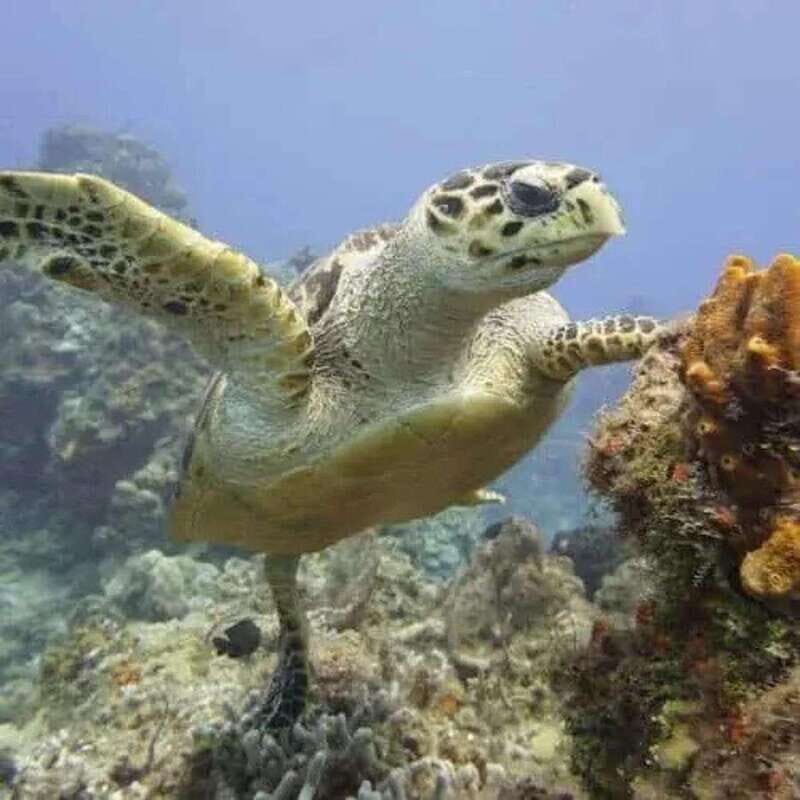 Scuba Cozumel: Experience from Boat, for Certified Divers - Key Points