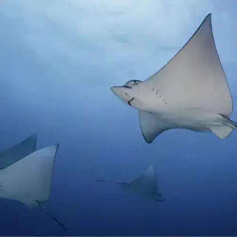 Scuba Cozumel: Experience from Boat, for Certified Divers - Introduction: What to Expect from the Cozumel Diving Experience