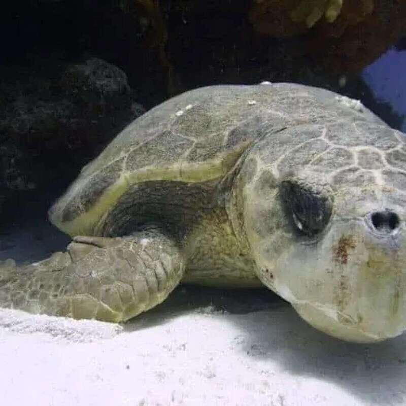 Scuba Cozumel: Experience from Boat, for Certified Divers - Pricing and Value