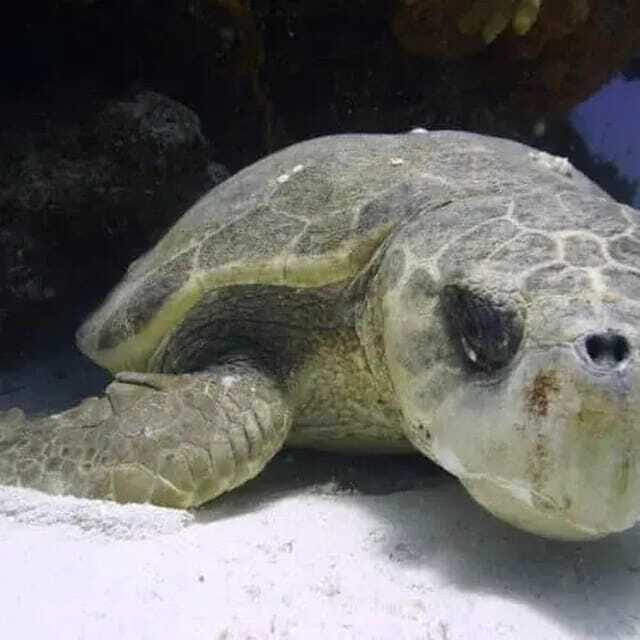 Scuba Cozumel: Experience from Boat, for Certified Divers - Authentic Marine Encounters in Cozumel