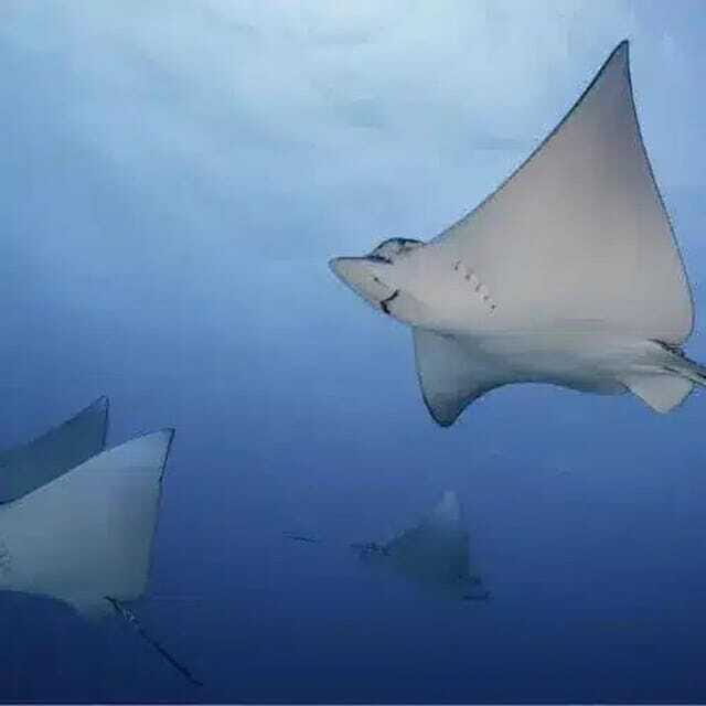 Scuba Cozumel: Experience from Boat, for Certified Divers - The Sum Up: Who Will Love This Tour?