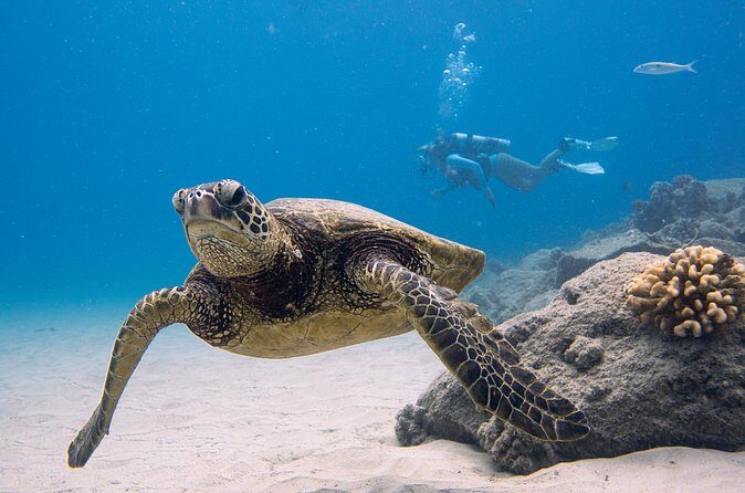 Scuba Dive at Electric Beach - Is This Tour Right for You?