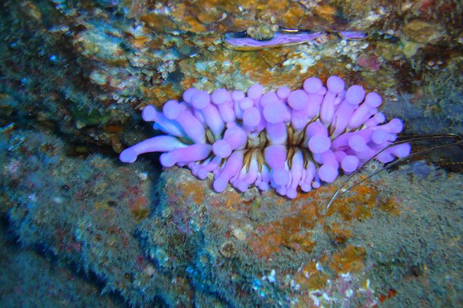 Scuba Dive for Beginners in a Turtle Area in Costa Adeje - Training and Safety Guidelines