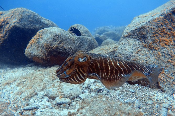 Scuba Dive for Beginners in a Turtle Area in Costa Adeje - Logistics and Meeting Point Information