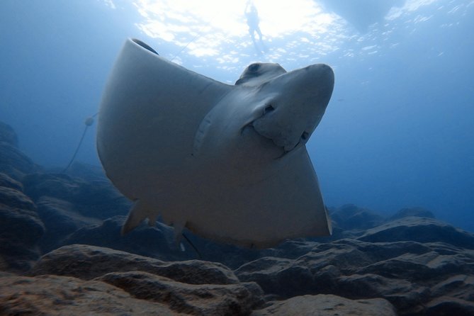 Scuba Dive for Beginners in a Turtle Area in Costa Adeje - Reviews and Customer Feedback