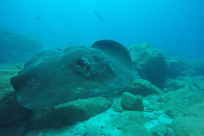 Scuba Dive for Beginners in a Turtle Area in Costa Adeje - Directions and Weather Considerations