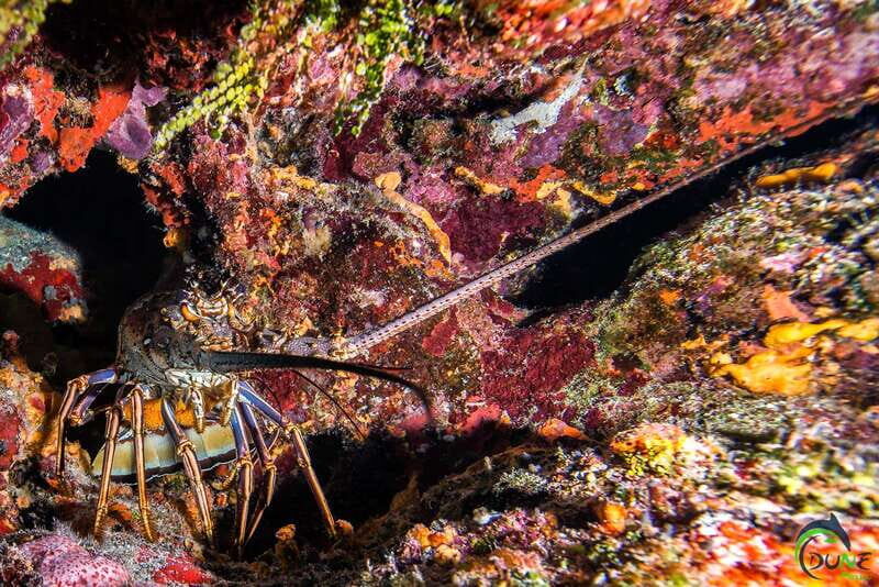 Scuba Dive in Playa del Carmen - 2 Dives (Certified divers) - The Itinerary: What to Expect