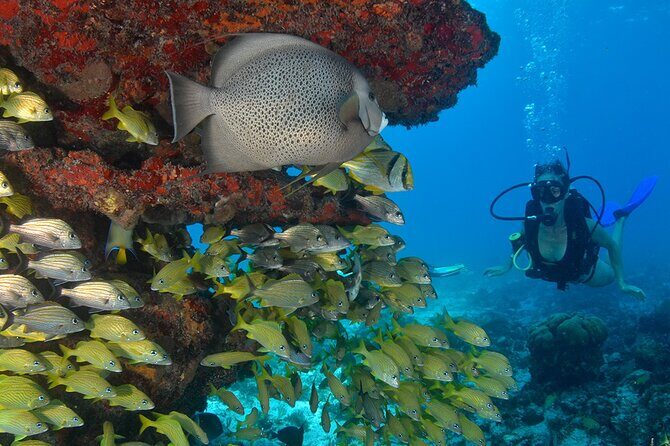 Scuba Dive in the best reefs in the Riviera Maya 2 tanks - Key Points