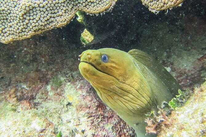 Scuba Dive in the best reefs in the Riviera Maya 2 tanks - An In-Depth Look at the Riviera Maya 2-Tank Scuba Experience