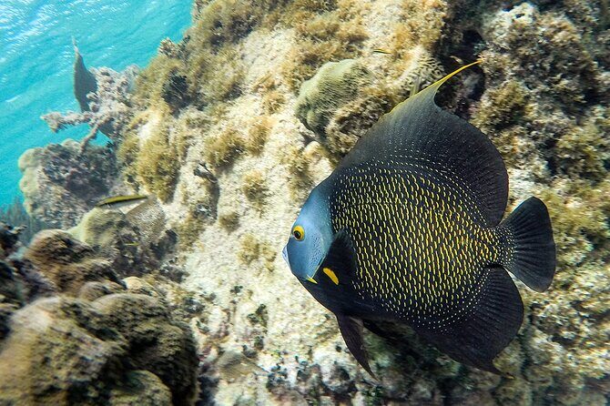 Scuba Dive in the best reefs in the Riviera Maya 2 tanks - Final Thoughts