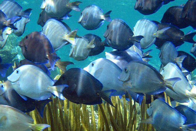 Scuba Dive in the best reefs in the Riviera Maya 2 tanks - FAQ