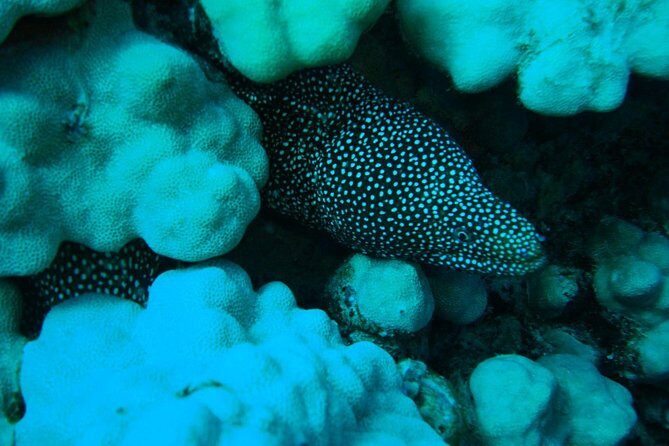 SCUBA DIVE: Kallithea's Underwater Exploration - The Itinerary: What to Expect on Your Day in Kallithea