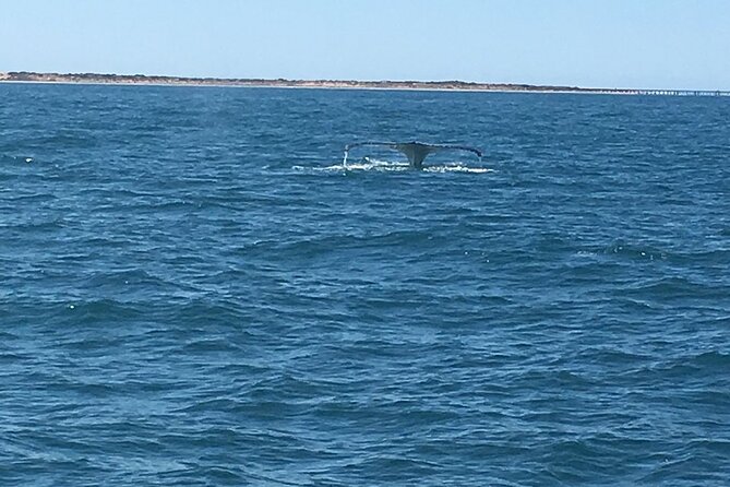 Scuba Dive Ningaloo Reef - Health and Safety Guidelines