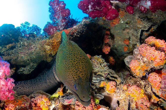 Scuba Dive the S.S. Yongala Wreck on the Great Barrier Reef. - Key Points  