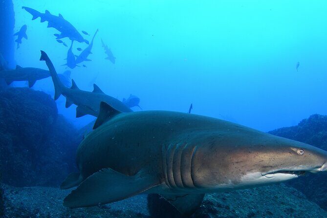 Scuba Dive With Grey Nurse Sharks in Bushrangers Bay - Key Points