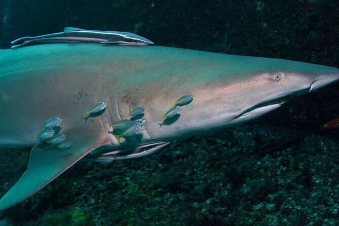 Scuba Dive With Grey Nurse Sharks in Bushrangers Bay - Why This Tour Offers Great Value