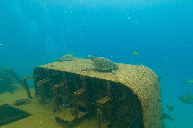 Scuba Diving Adventure in La Paz - Discovering La Paz’s Underwater World