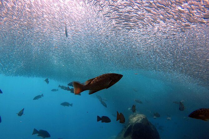 Scuba Diving Adventure in La Paz - Practical Details and Considerations