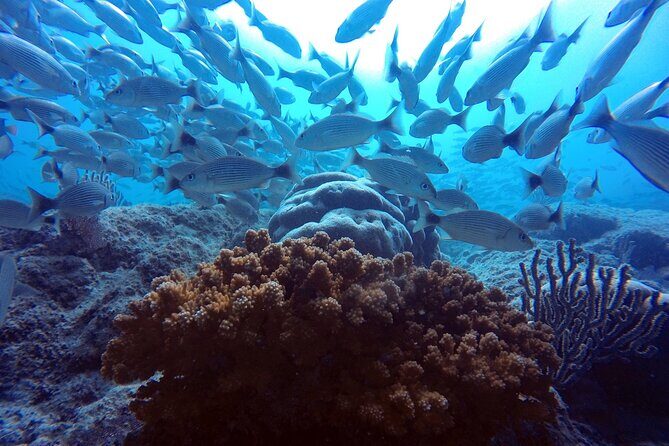 Scuba Diving Adventure in La Paz - Who Will Love This Tour?