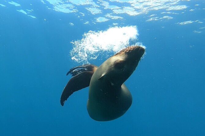 Scuba Diving Adventure in La Paz - Frequently Asked Questions