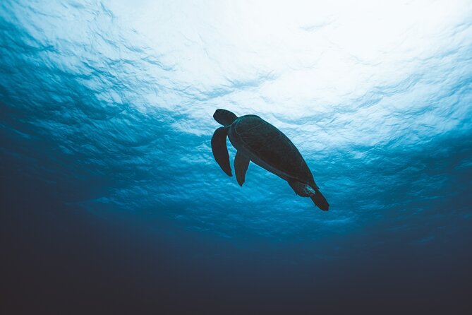 SCUBA Diving Adventure in Mahahual, SCUBA Gear Included - Diving Highlights and Sightings