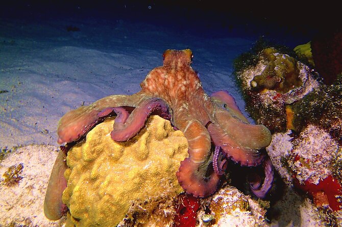 Scuba Diving Adventure WITHOUT Certification! Try It Today! - Discover Underwater Sculptures