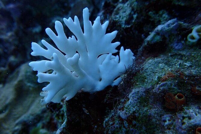 Scuba Diving and shopping on the Hipstrip. - The Itinerary: What to Expect