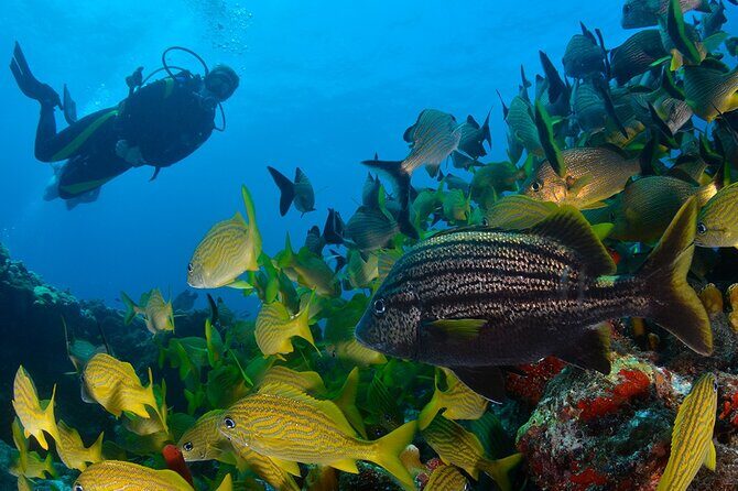 Scuba Diving around the Riviera Maya Reefs - Key Points