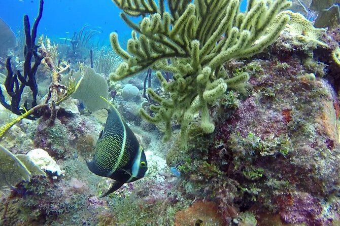 Scuba Diving at Catalina Island - 2 tank - for Certified Divers - Why Choose This Experience?