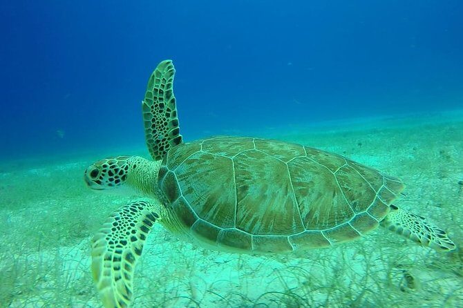 Scuba Diving at Catalina Island - 2 tank - for Certified Divers - The Price and Its Value