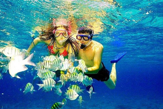 Scuba Diving at Catalina Island - All Inclusive - Full Day Tour - Lunch and Beverages