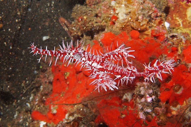 Scuba Diving at Tulamben USAT Liberty Wreck - Reviews and Traveler Feedback