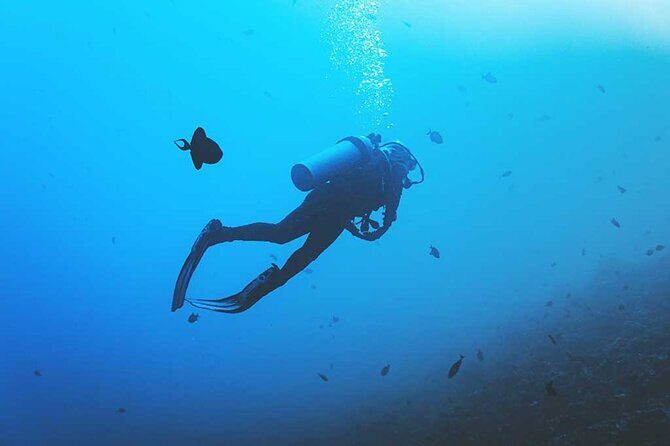 Scuba Diving Beginner Course - Who Will Love This Tour?
