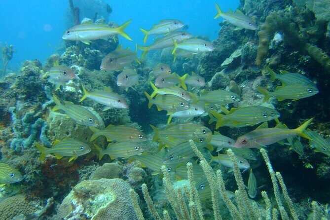 Scuba Diving Beginner Course - Final Thoughts