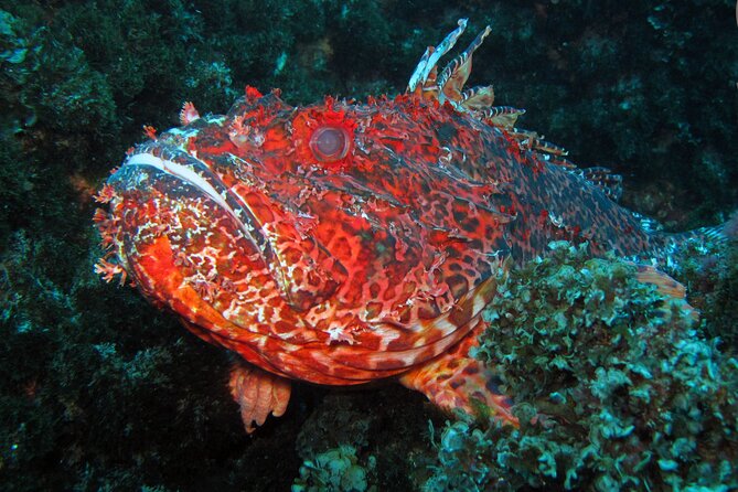 Scuba Diving - Tips for First-Time Divers