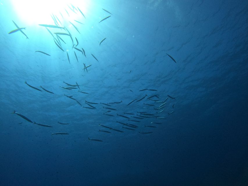 Scuba Diving Excursion in the Marine Protected Area - Start and End Locations