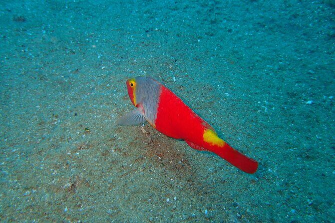 Scuba Diving Experience at Arguineguin and Puerto Rico - Key Points