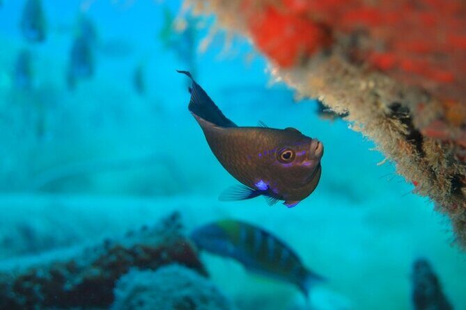 Scuba Diving Experience at Arguineguin and Puerto Rico - Who Would Enjoy This?