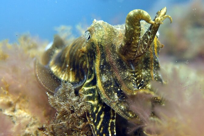 Scuba Diving Experience for Beginners in Gran Canaria - Reviews