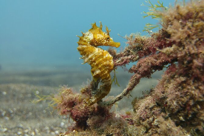 Scuba Diving Experience for Beginners in Gran Canaria - Customer Recommendations
