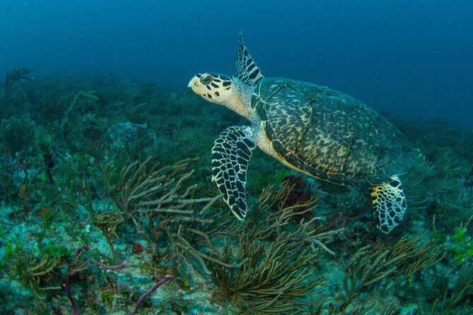 Scuba Diving Experience in West Palm Beach - Discover the Underwater World of West Palm Beach