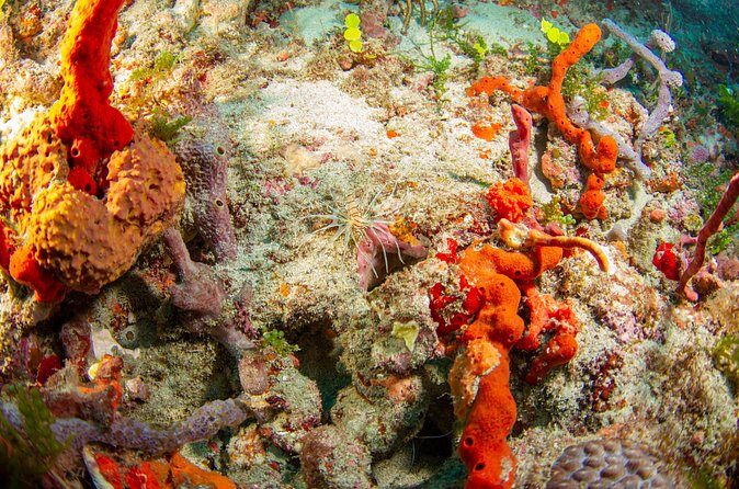 Scuba Diving Experience in West Palm Beach - Who Will Love This Experience?