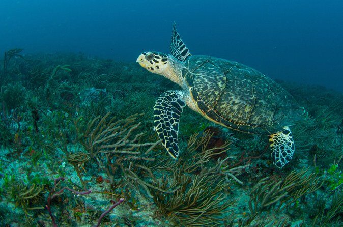 Scuba Diving Experience in West Palm Beach - Final Thoughts: Why Choose This Dive Tour?